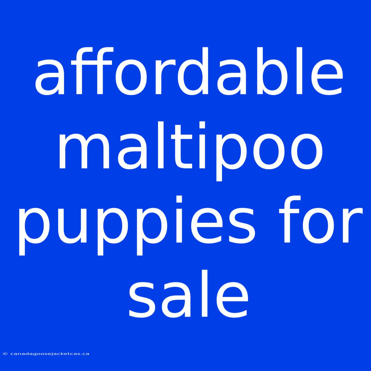 Affordable Maltipoo Puppies For Sale