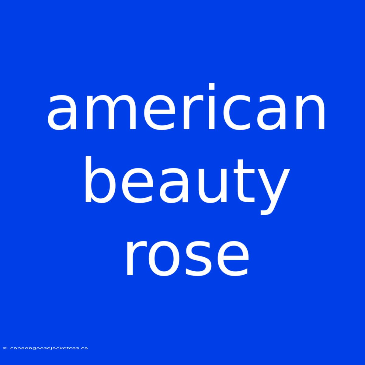 American Beauty Rose