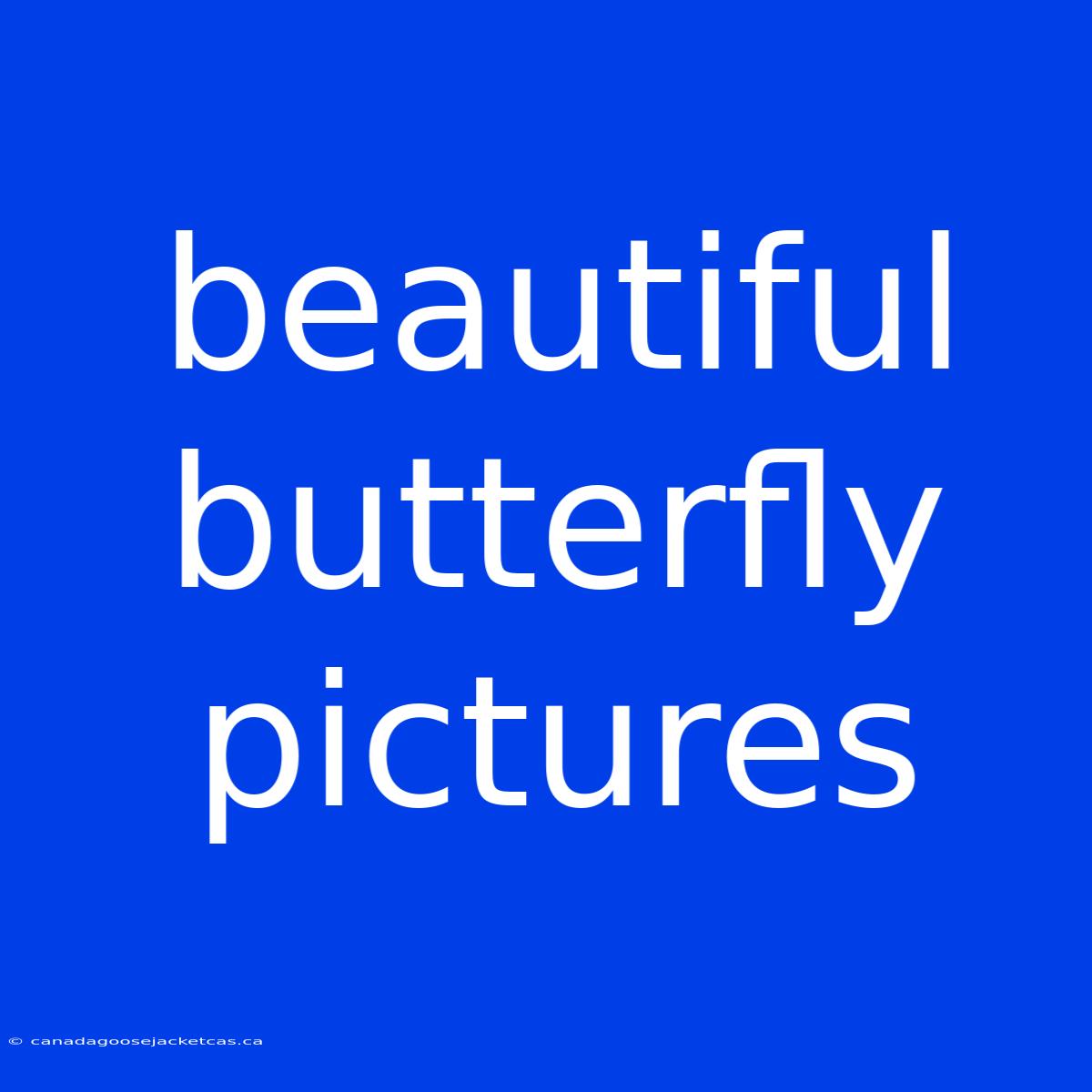 Beautiful Butterfly Pictures