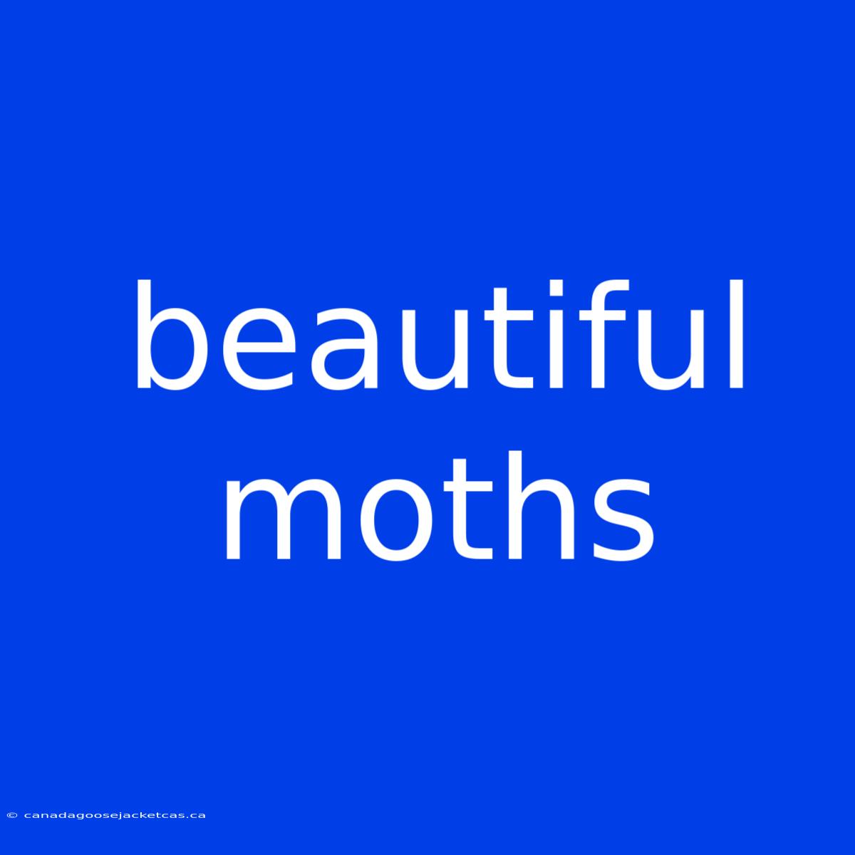 Beautiful Moths