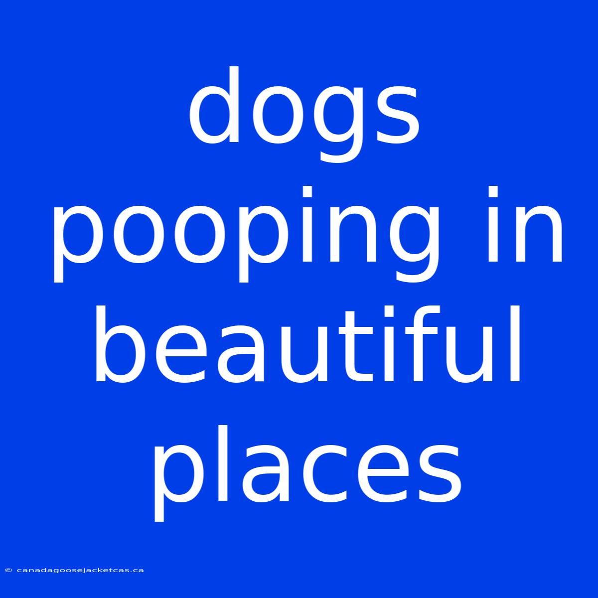 Dogs Pooping In Beautiful Places