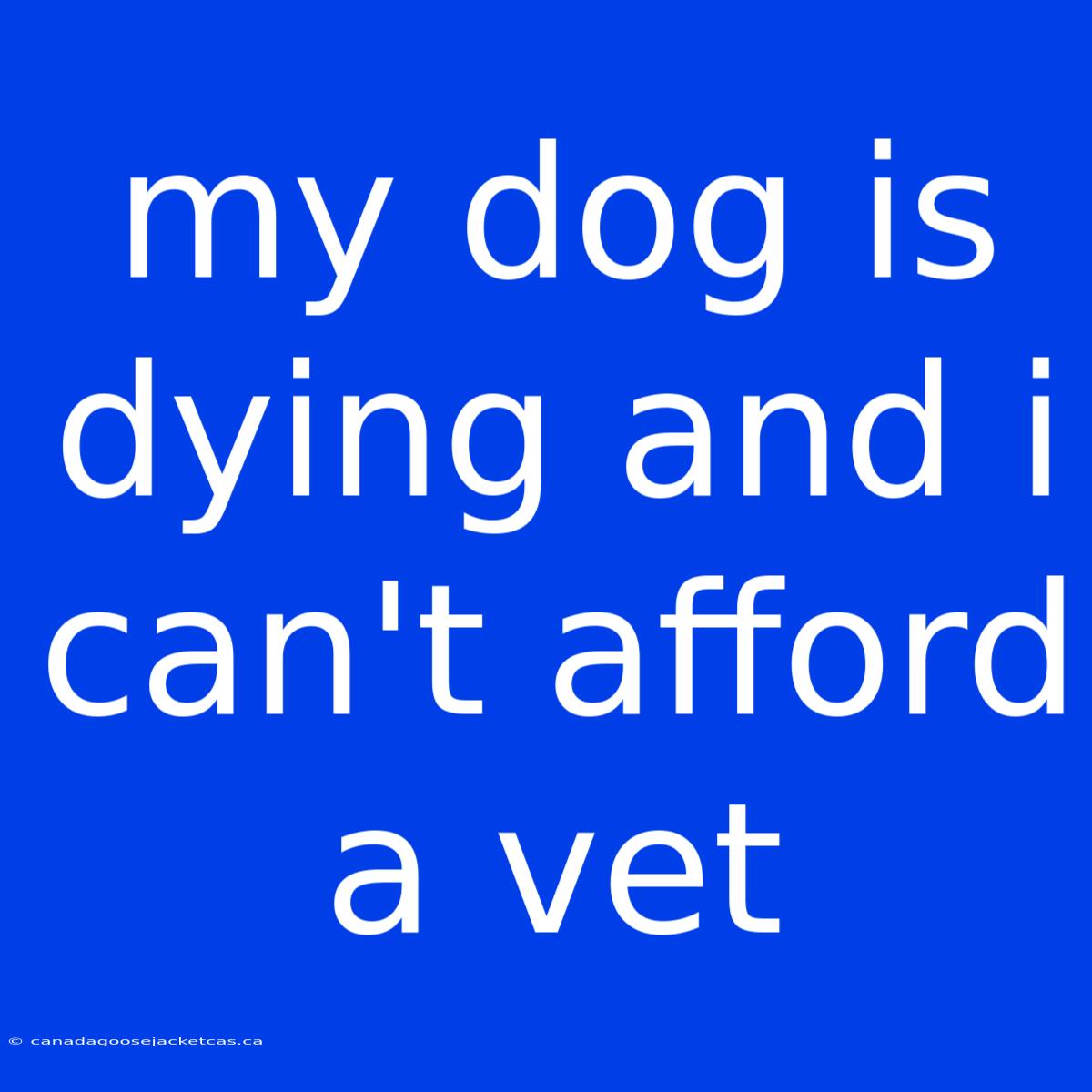 My Dog Is Dying And I Can't Afford A Vet